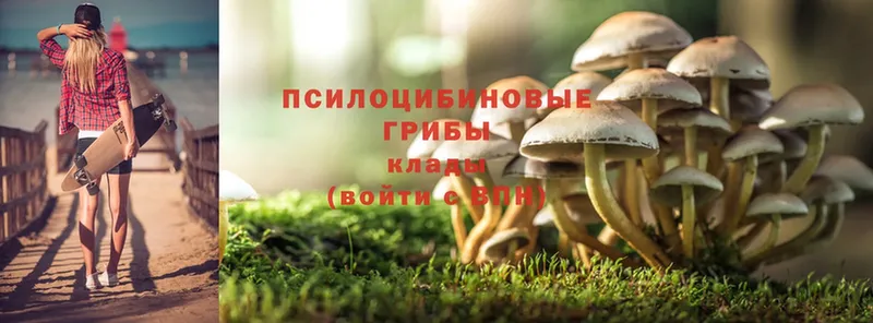 Псилоцибиновые грибы Psilocybine cubensis  купить  сайты  Волгореченск 